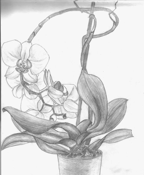 Раскраски цветы орхидеи