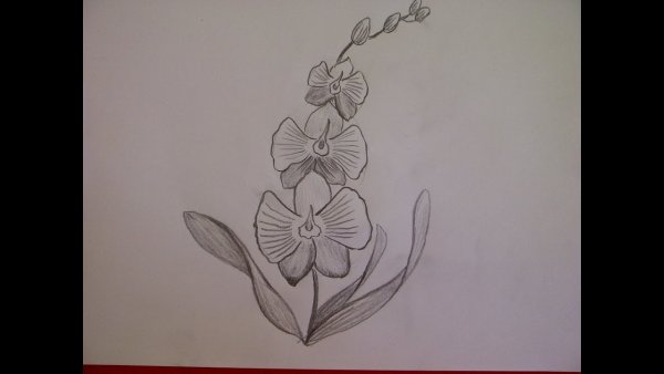 Раскраски цветы орхидеи
