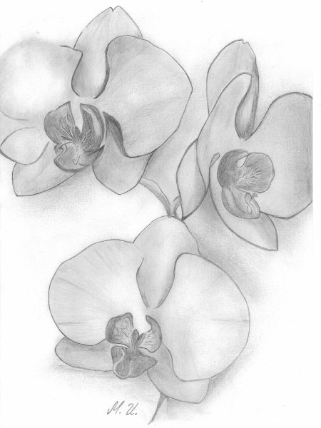 Орхидея поэтапное рисование