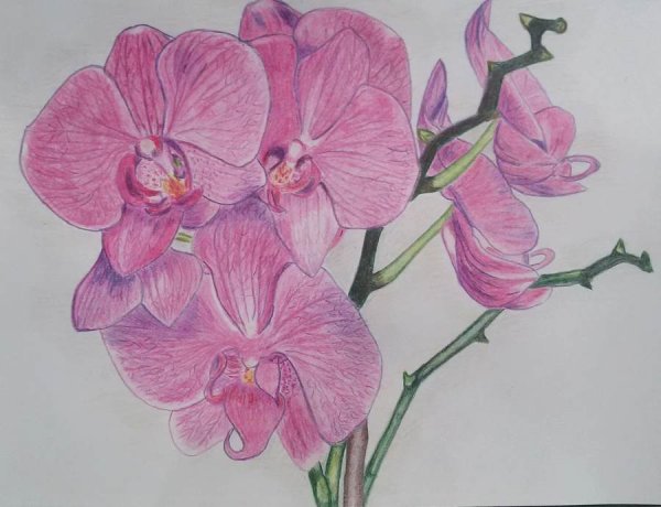 Эскиз орхидеи карандашом