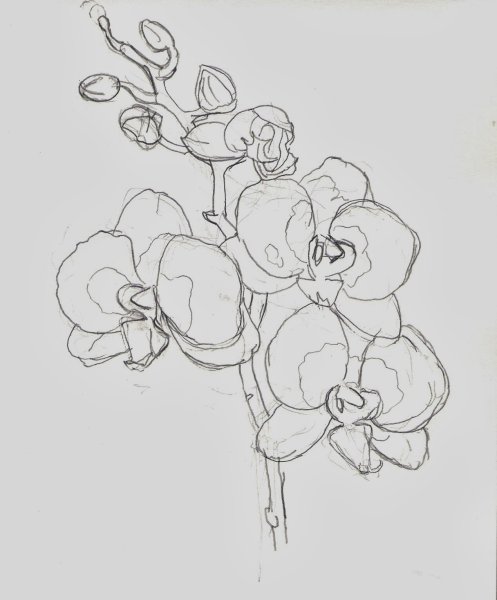 Орхидея карандашом