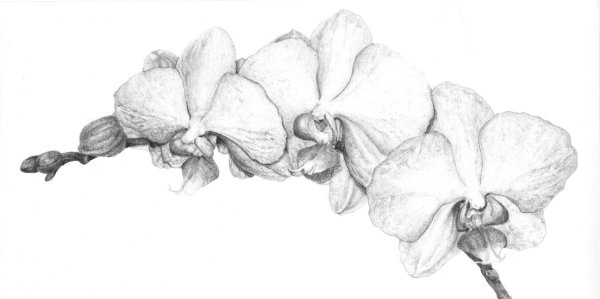Орхидея рисунок легко