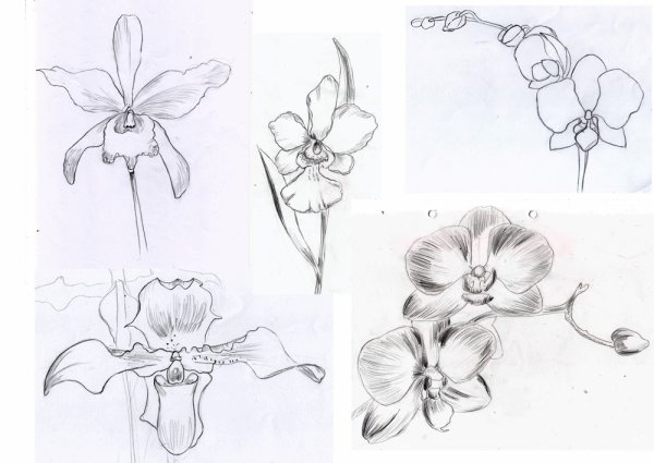Орхидея акварельными карандашами