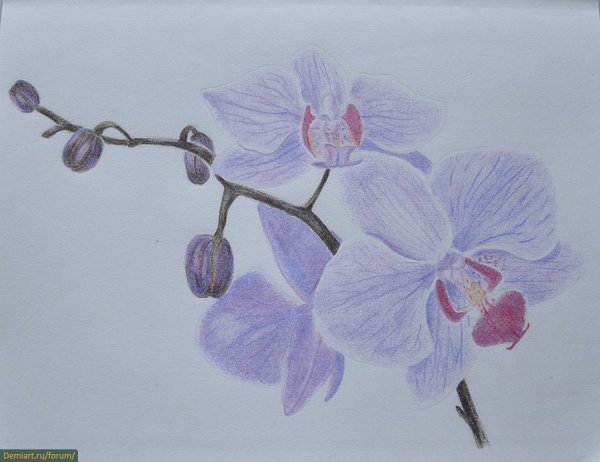 Орхидея карандашом