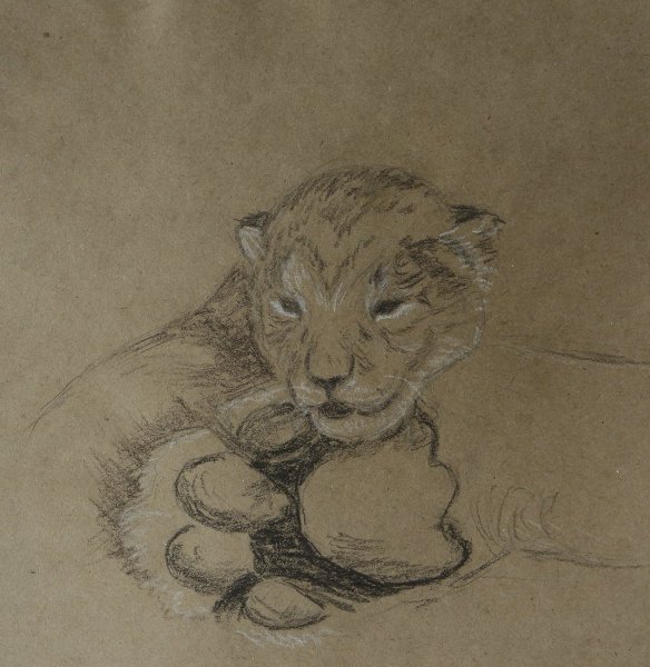 Львенок рисунок карандашом