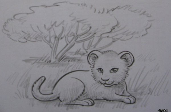 Львенок рисунок карандашом