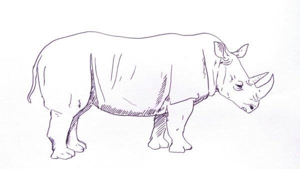 Носорог для рисования