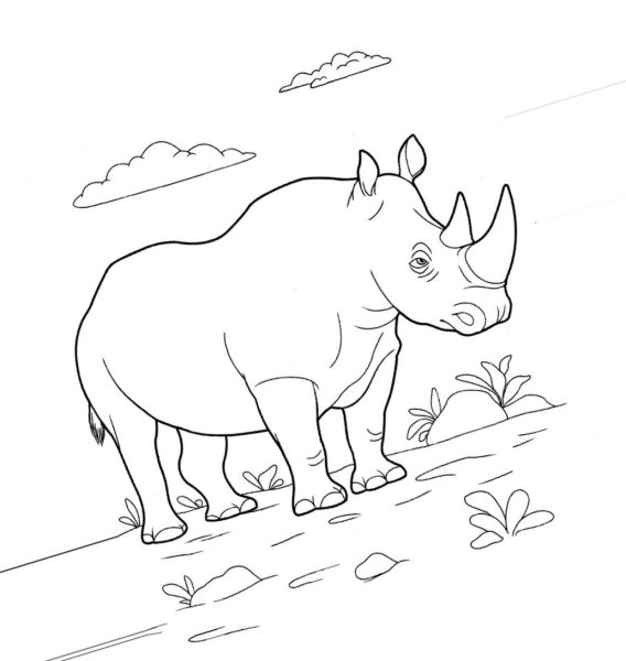 Носорог рисунок для детей карандашом