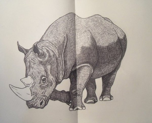 Графический рисунок носорога