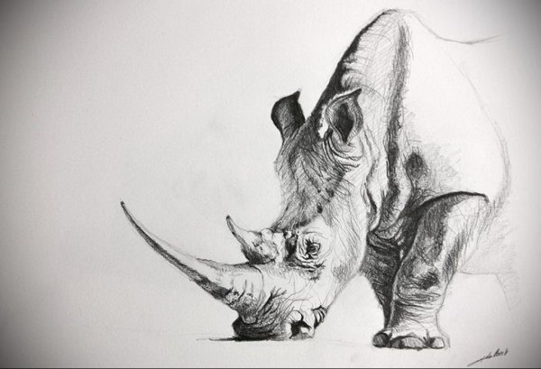 Носорог карандашом