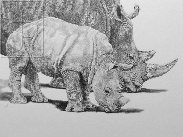 Носорог карандашом