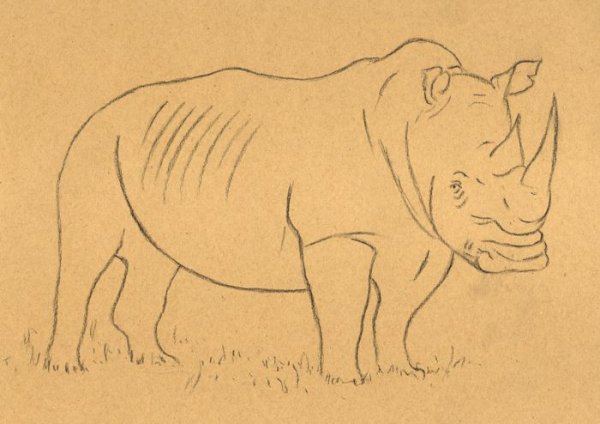 Лёгкие рисунки носорог