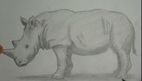 Носорог рисунок легкий