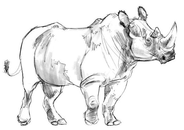 Легкие рисунки носорога