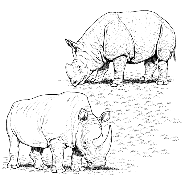 Носорог карандашом