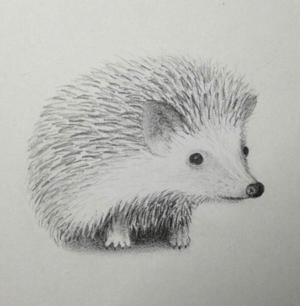 Рисунки Ёжика для срисовки