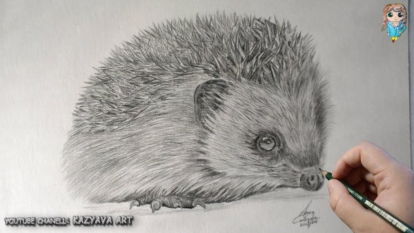 Еж простым карандашом