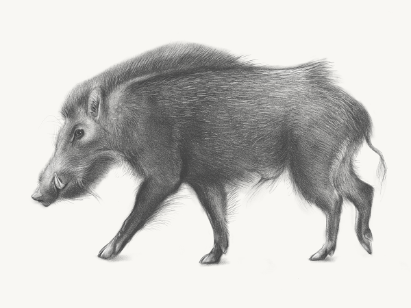 Кабан рисунок