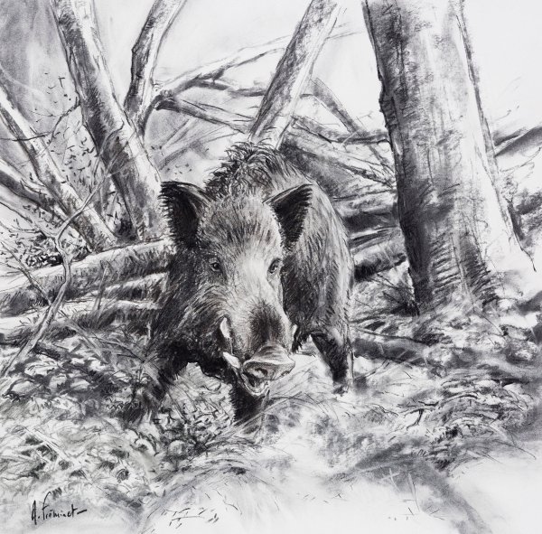 Кабан гравюра