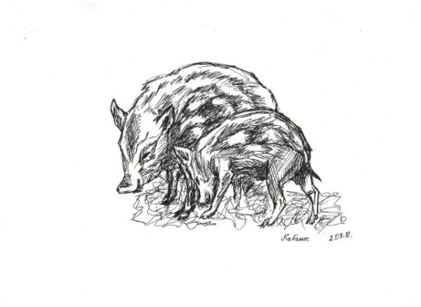 Кабан карандашом