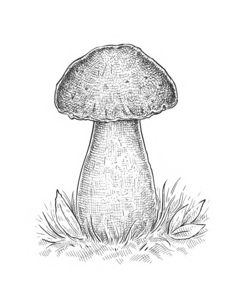 Нарисовать гриб