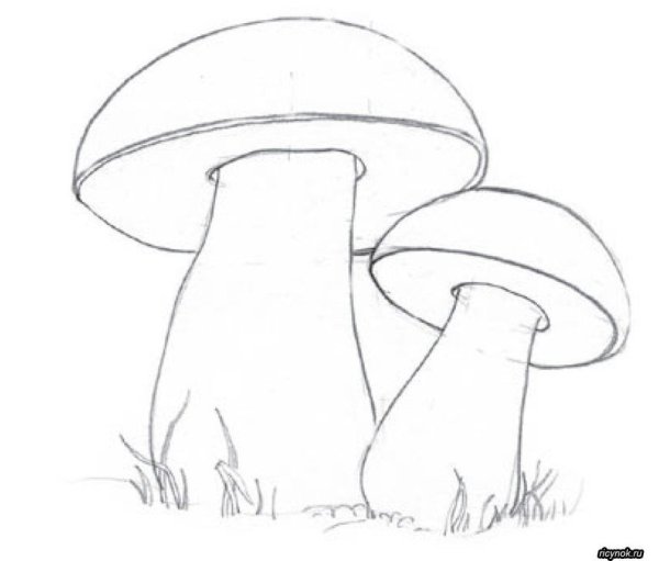 Рисование грибы