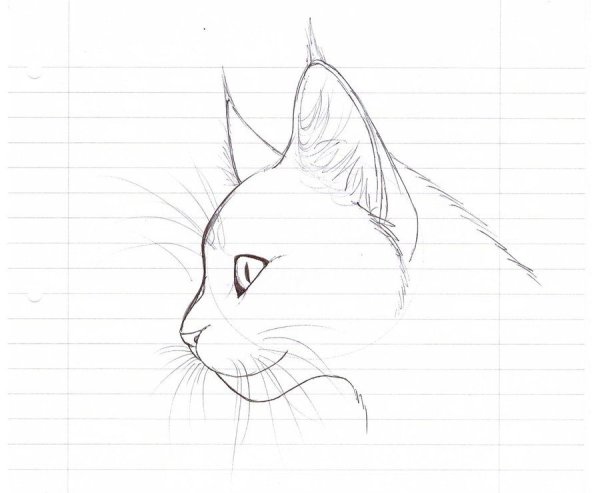 Кошка для срисовки
