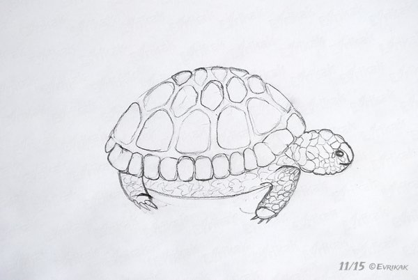 Черепашка рисунок карандашом