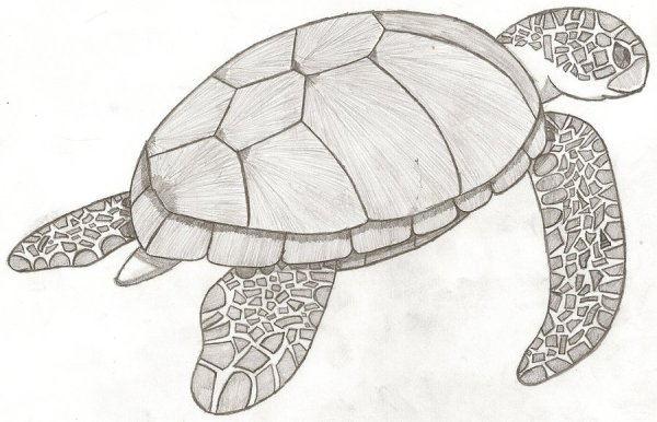 Набросок черепахи