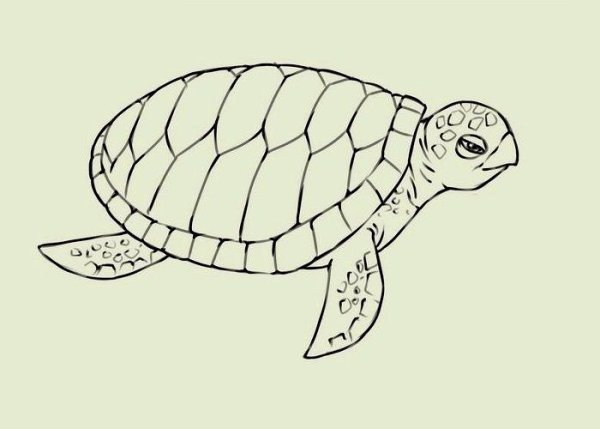 Рисование черепахи