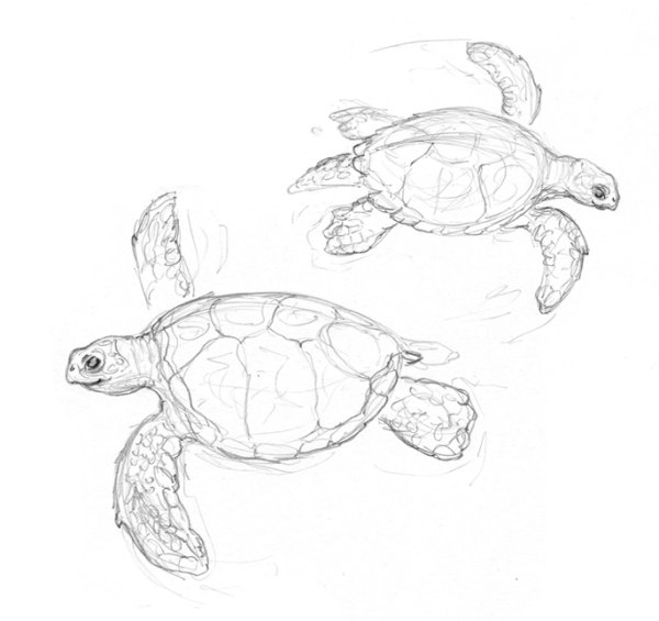 Набросок черепахи