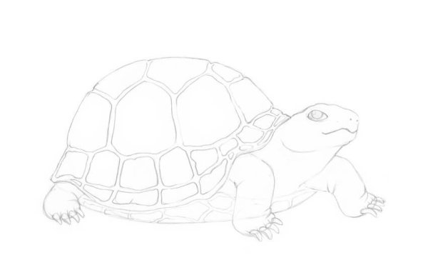Черепаха рисунок для детей карандашом