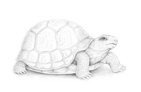 Черепаха рисунок карандашом