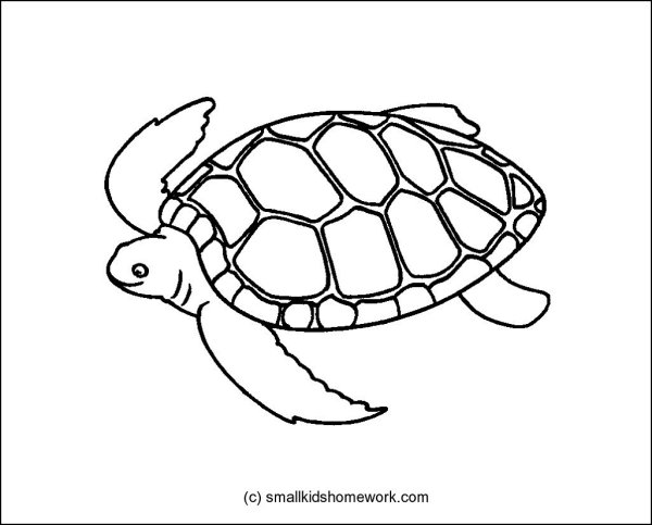 Черепаха рисунок для детей карандашом