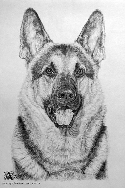 Восточноевропейская овчарка рисунок