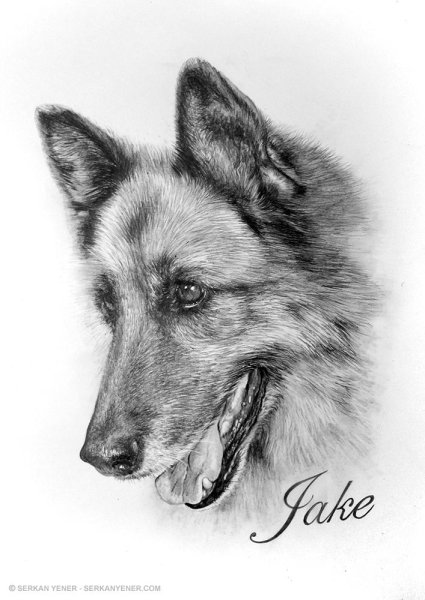 Овчарка карандашом