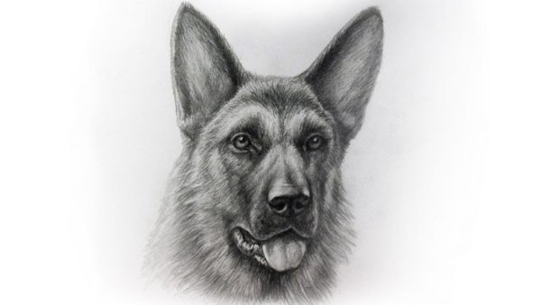 German Shepherd Lineart