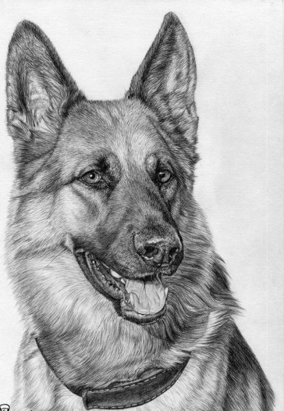 Наброски немецкой овчарки