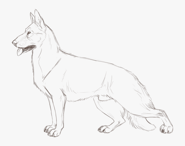 Поэтапное рисование немецкой овчарки