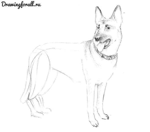 Овчарка карандашом для начинающих
