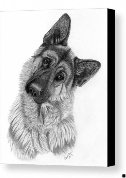 Немецкая овчарка карандашом