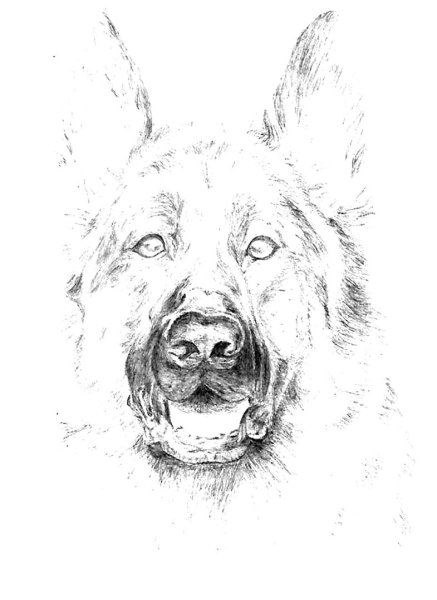 Раскраска немецкая овчарка