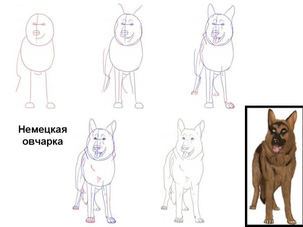 Немецкая овчарка для рисования