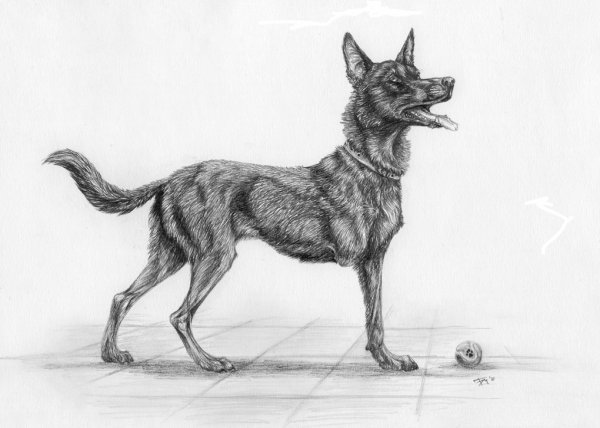 Овчарка для срисовки