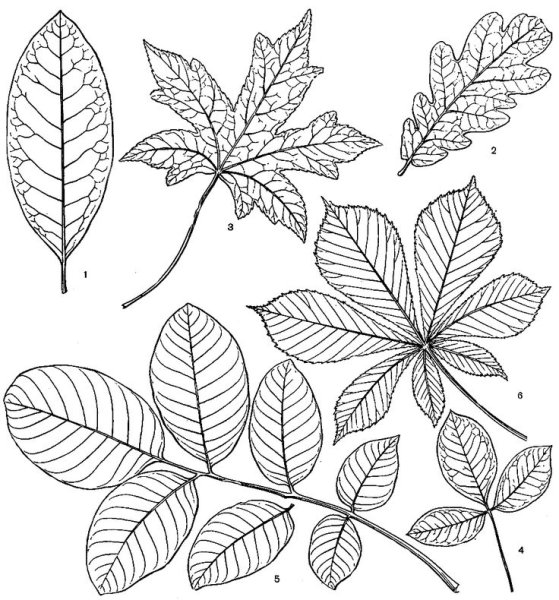 Дерево для рисования листьев