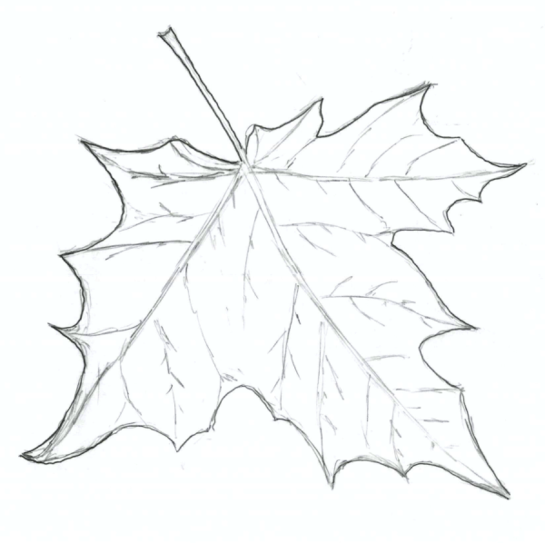 Листочки карандашом