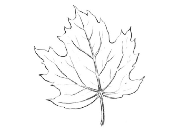 Кленовый лист карандашом
