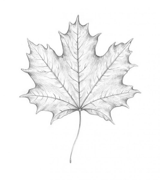 Кленовый лист карандашом
