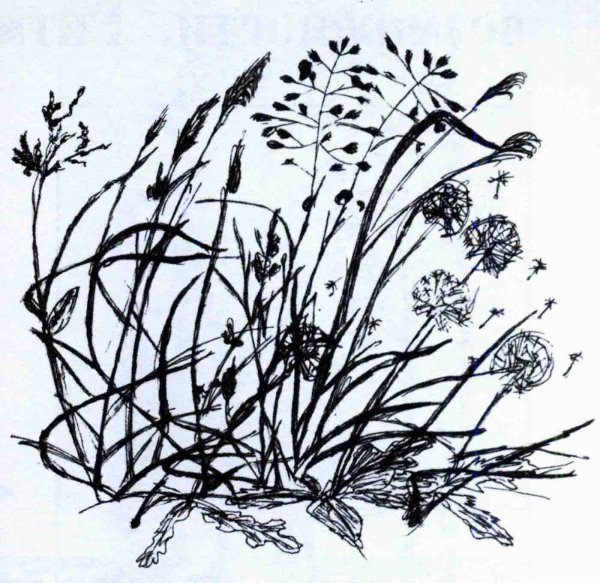 Зарисовки трав