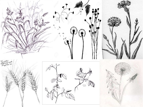 Зарисовки травянистых растений